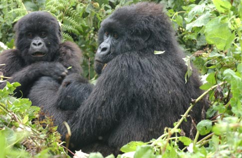 gorilla_in_bwindi 