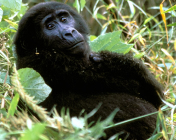 mountain-gorilla-bwindi-impenetrable-forest-national-park-uganda