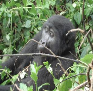 Gorilla_Trekking_Bwindi