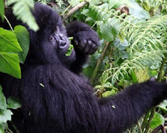 gorilla bwindi national park