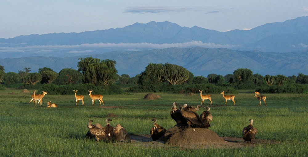 wildlife-uganda
